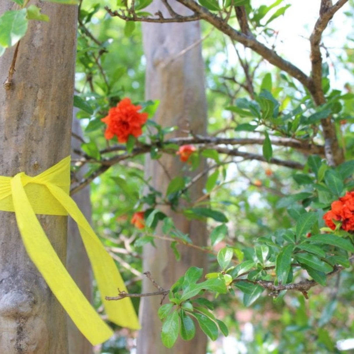 BIODEGRADABLE ROLL FLAGGING TAPE FOR FORESTRY